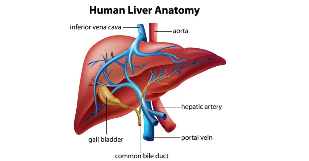 What is the liver for