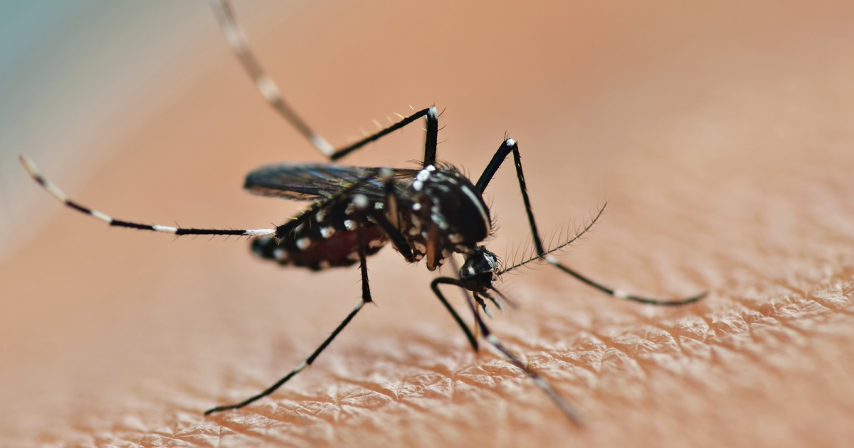 Dengue Fever and the unseasonable rain
