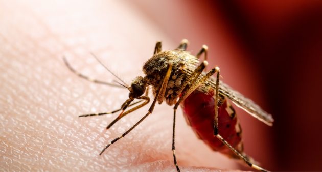 Malaria - Bangkok Hospital Pattaya